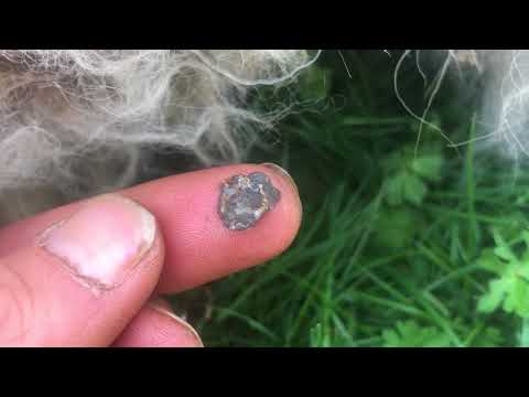 DIY easiest lanolin harvesting method