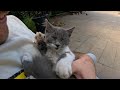 Gray Little Kitten Does One Thing And One Thing Only