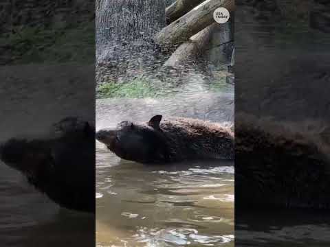 Watch: Zoo Knoxville bear enjoys morning bath time #Shorts