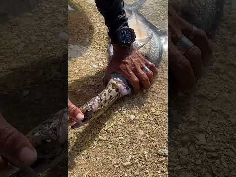 Amazing Discovery: Pulling a Long Spotted Eel Out of a Fish's Mouth!