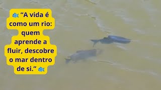 Como os Peixes Ensinaram o Valor de Seguir o Fluxo da Vida ✨