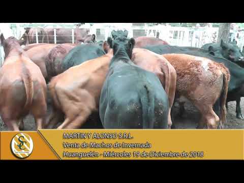 19-12-18 Venta de Machos - Martin y Alonso S.R.L. - Huanguelén