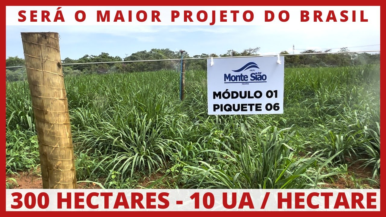 O MAIOR PROJETO DE ROTACIONADO, ADUBADO E IRRIGADO DO BRASIL - GRUPO MONTE SIÃO #7