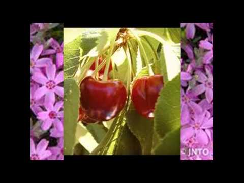 HIPA NE NJE DEGE MBLODHA CA QERSHI