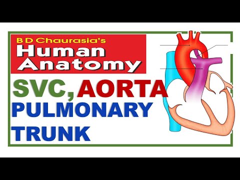 Chp19 | Superior Vena Cava | Aorta | Pulmonary Arteries | Thorax | Dr Asif Lectures