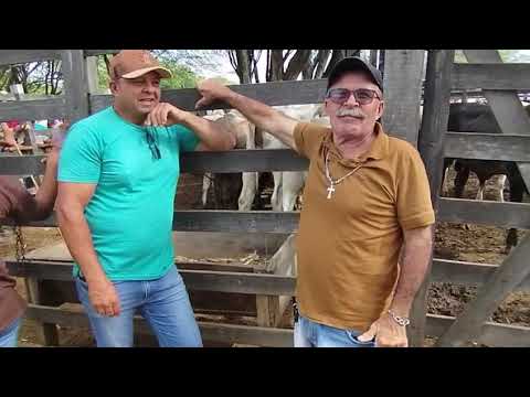 feira de gado de Monteiro -PB @pedroflorencio 