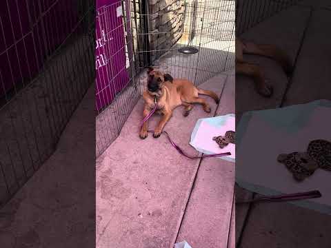 Alberto, an adoptable Shepherd Mix in Encinitas, CA_image-1