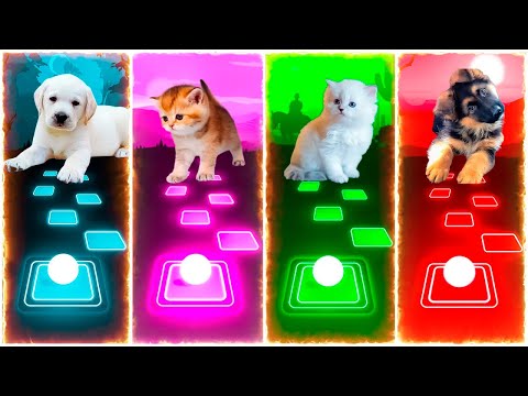 Cute Cats vs Cute Puppy| Aqua - Barbie Girl vs Selena Gomez & Marshmello vs Lady Gaga - Bloody Mary