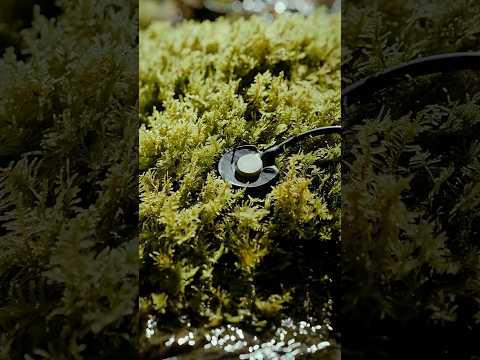 The sound of moss in a tufa spring 🌱 #moss #science