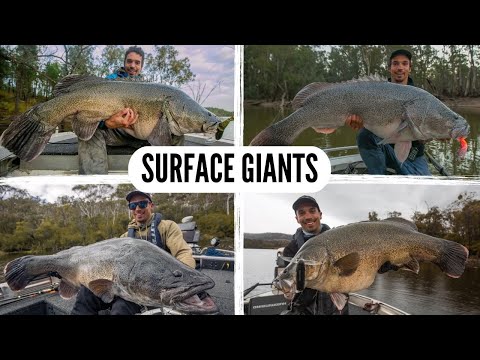 River Monsters: Murray Cod Surface Fishing Compilation!