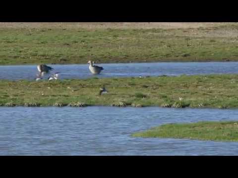 Redshanks, Stångby Våtmark, Skåne, Sweden March 21 2018
