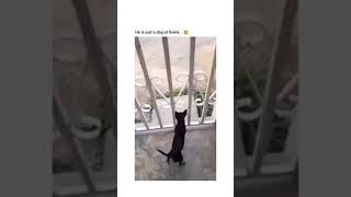 The way he quickly jumped back in 😭🤣