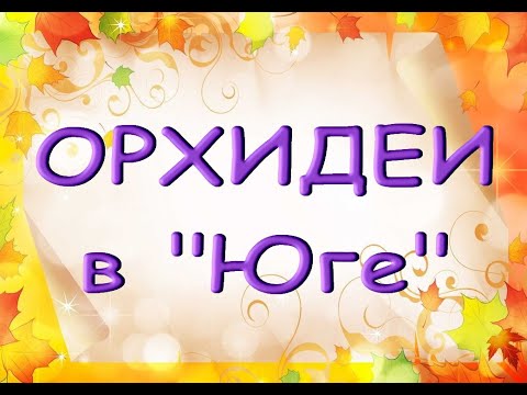 ЗАВОЗ прекрасных ОРХИДЕЙ в "Юге" ("Дикий Кот"),10.12.20,Самара,ул.Авиационная,8.