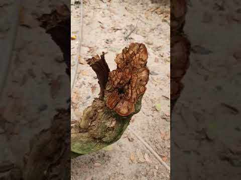 Colheita do Mariri de 21 anos na Comunindios em Alter do Chão