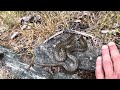 Tail Vibrating Behavior In The Smooth Snake Coronella Austriaca Ticino Switzerland