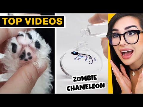 Tiny Miracles That’ll Leave You Speechless | SSSniperWolf