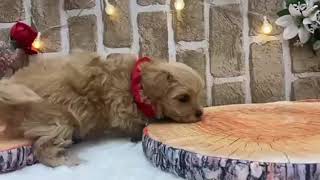 ハーフ犬の動画01