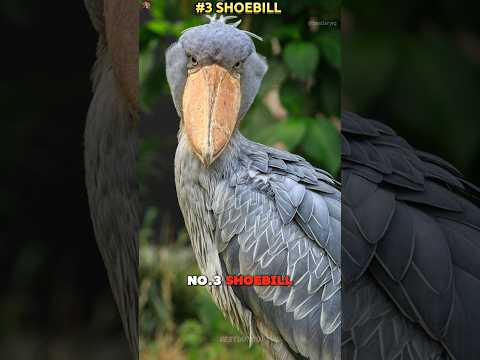 The scariest bird calls you'll ever hear☠  especially #1! 🔥🦅