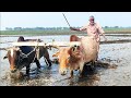 Laveled Paddy Land Bullock Ploughing Videos Traditional Agriculture System