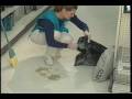 Ames Asset Protection Awareness Part 6 Bloodborne Pathogens