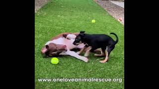 Video preview image #1 Rat Terrier-Unknown Mix Puppy For Sale in Mount Laurel, NJ, USA