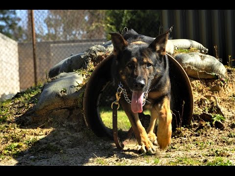 Soldiers find special bond with dogs trained for war