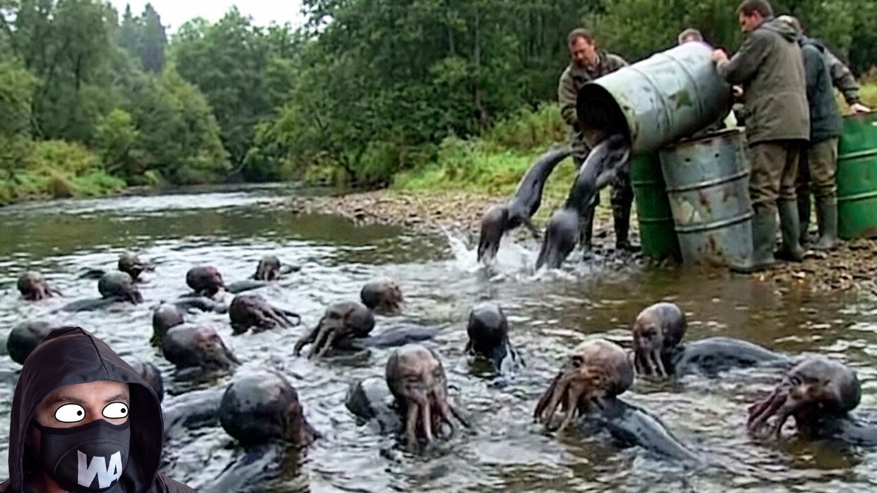 Australia Soltó 100,000 Monstruos De 2 Metros De Largo En Un Río Plagado De Millones De Carpas