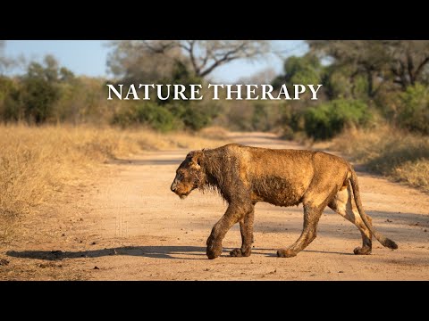 Nature Therapy: Southern Kruger National Park (4K)