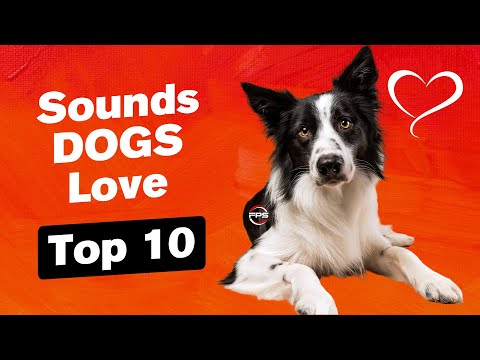 Sounds Dogs Love ❤️ TOP 10 Sounds That Dogs Like 🐶