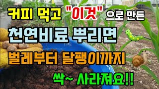 커피 먹고 이것으로 만든 천연비료 뿌려주면 각종해충부터 달팽이까지 싹 사라져요 퇴비만들기