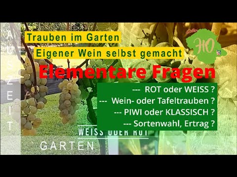 , title : 'Elementare Fragen zum Thema eigene Trauben im Garten'