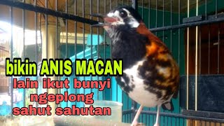Download lagu pancingan Anis macan agar ikut bunyi ngeplong mp3 Download lagu pancingan Anis macan agar ikut bunyi ngeplong mp3