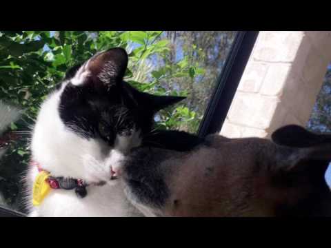 Albert and Sarah Jane assessment