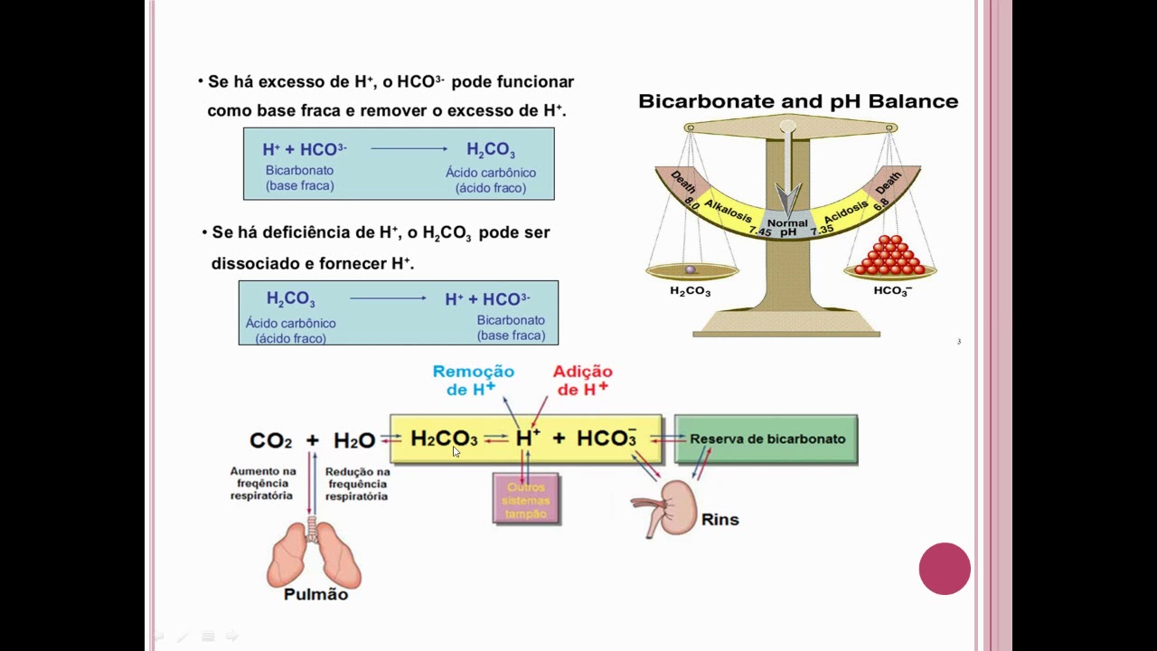 Sistema tampão bicarbonato