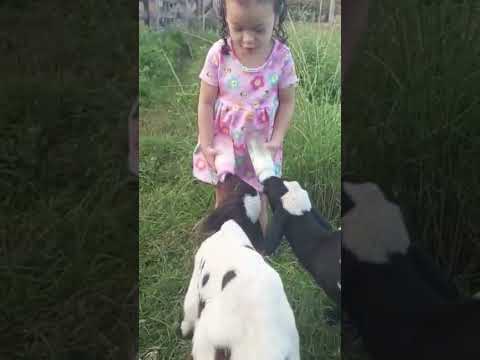 Oi galelinha do tubeee... #Baby #bichos #Carneiro #BabyTube