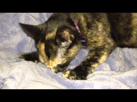 Cat Licks Blanket & Purrs Before Going to Sleep