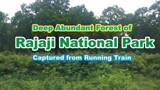preview picture of video 'Rajaji National Park | Dense Forest with Elephants and Other Animals | Seen from Train'