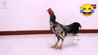 Download lagu Ayam VS Monyet, Monyet nya Kena Mental 🤣🤣🤣✅ mp3 Download lagu Ayam VS Monyet, Monyet nya Kena Mental 🤣🤣🤣✅ mp3