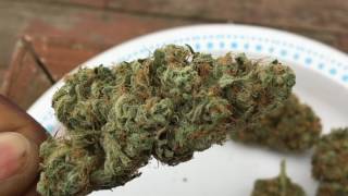 GG#4 SNOW DOG BLUE KUSH HARVEST/GIVEAWAY WINNER