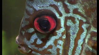 Macro View Of Discus Eyes