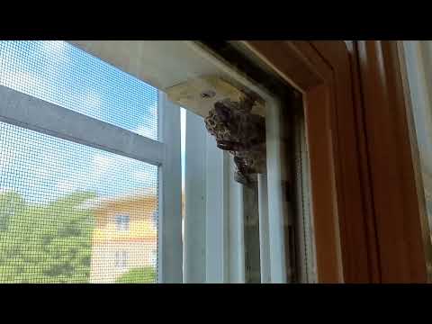 Paper Wasps Build Nest Inside the Window in Milltown, NJ