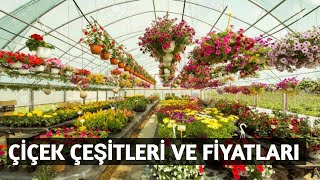 ÇİÇEKLER 🌹 CANLI ÇİÇEK FİYATLARI 🌹 ÇİÇEK ÇEŞİTLERİ 🌼 ÇİÇEK SERASI İSTA