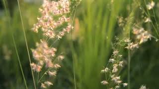 Download lagu Instrumen Puisi Pemandangan Alam Background Video #instrumental #puisi #alam #background #video mp3 Download lagu Instrumen Puisi Pemandangan Alam Background Video #instrumental #puisi #alam #background #video mp3