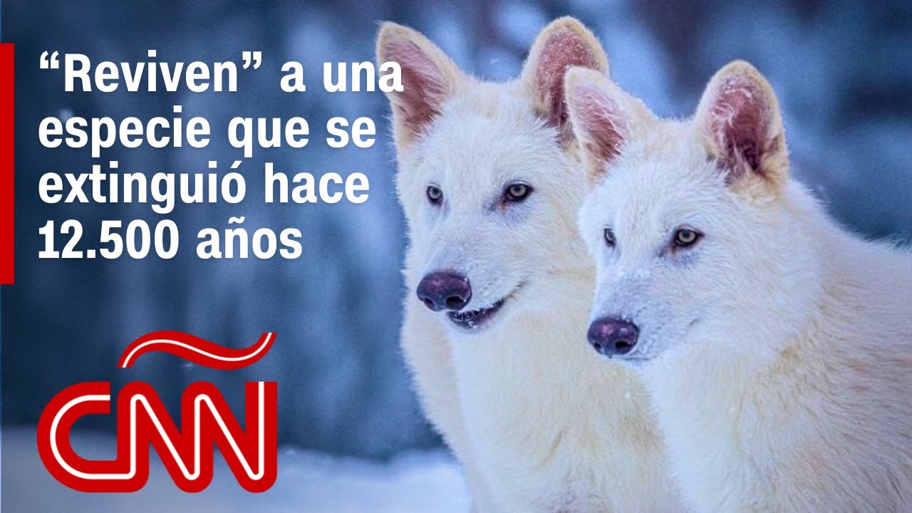 Así fue como científicos aseguran que “revivieron” a un lobo extinto hace 12.500 años