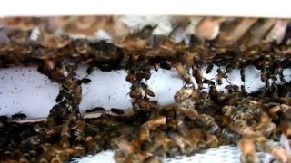 Bee Hive First Week Check