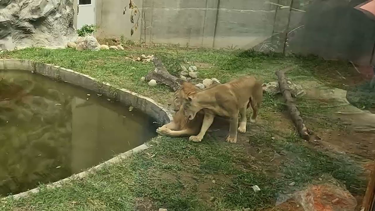 Trailer | The Newly Renovated Manila Zoological and Botanical Garden | Island Times