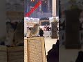 A Bird Is Relaxing On The Quran Quran Viral Shorts Short Shortvideo Viralvideo Viralshorts