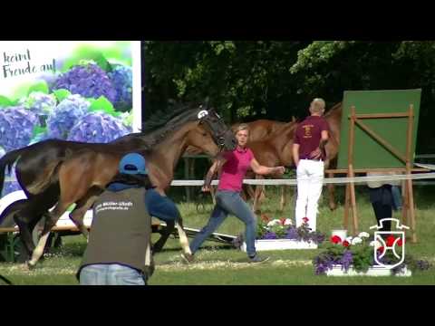 SE073CH Stutfohlen von Caplan - Esteban xx - Alcatraz