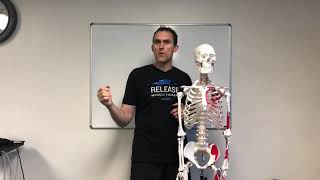 Release Shoulder Protocol - Temecula + Murrieta Massage CA