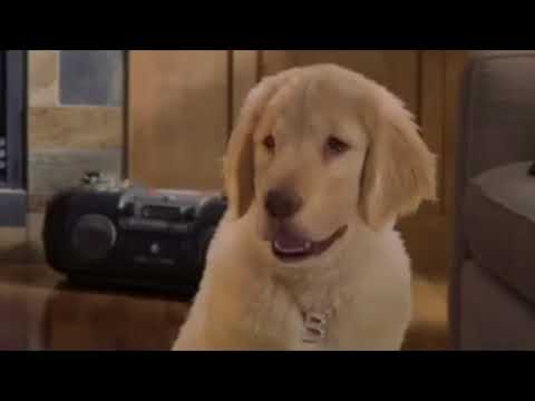 dawgs dawgs ( russian dawaj dawaj parody) (official music video)